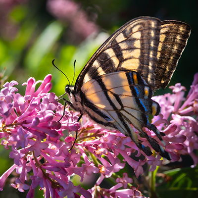 Eastern Tiger Swallowtail